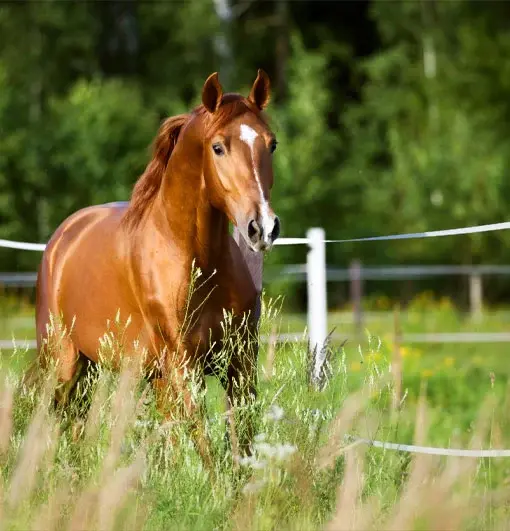 category-tile-4-510x531