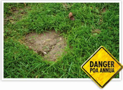 bare_patches_poa_annua_01-large