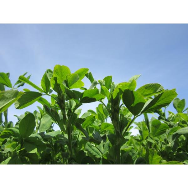 Lucerna YellowJacket1