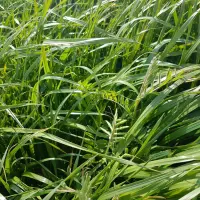 Mieszanka poplonowa - sposób na brak sianokiszonki