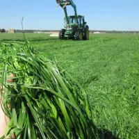 Koszenie trawy BARENBRUG - Siew bezorkowy po kukurydzy