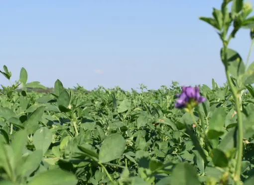 head_lucerne_mixtures