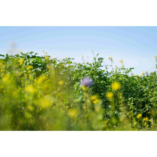 NemaProtect- Mieszanka poplonowa