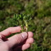 Lucerna wystartowała w początkach marca