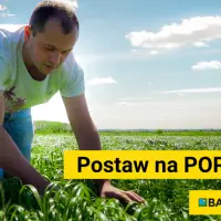 Poplony. Siać czy nie siać? Oto jest pytanie.