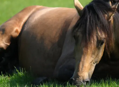 head_horse_grass_versus_cow_grass_0-small