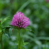 Koniczyna czerwona czy biała? Poznaj najważniejsze różnice