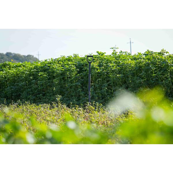 NemaProtect- Mieszanka poplonowa