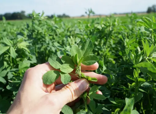Liście lucerny zawierają najwięcej cennego białka