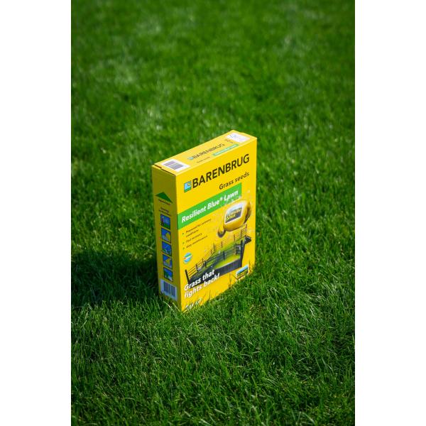 RESILIENT BLUE LAWN