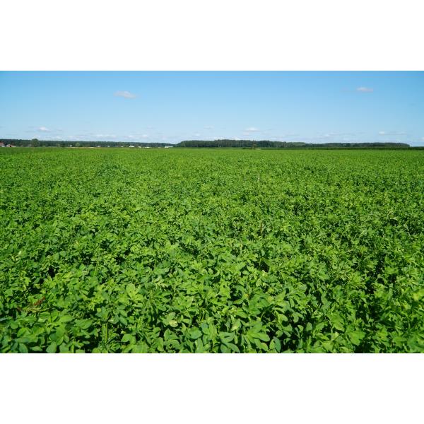 Lucerna daje wyrównany plon przez cały sezon