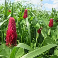 Szybki plon, duży zysk!