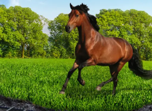 large_horsemaster_rpr-small