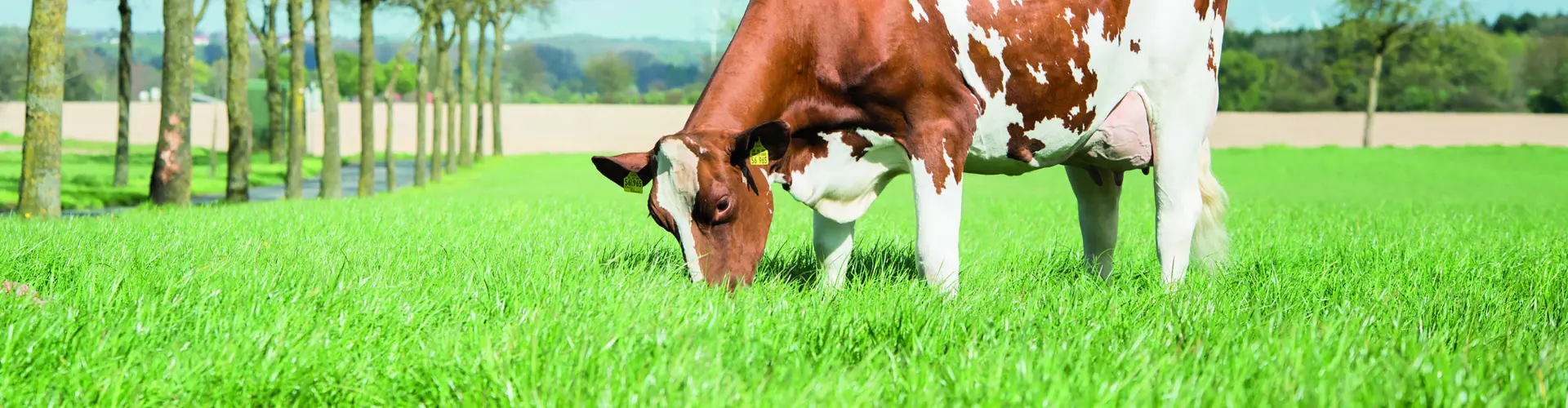 Header_NutriFibre_Healty_cow (002)