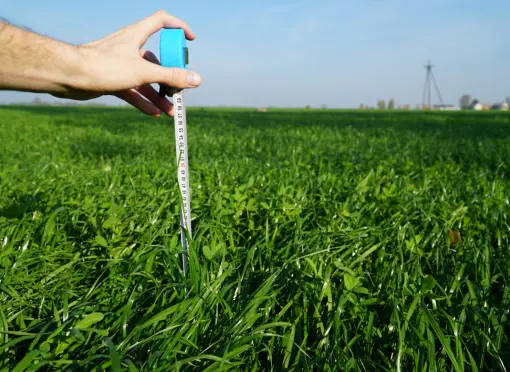 BG13 6 tygodni po siewie 1