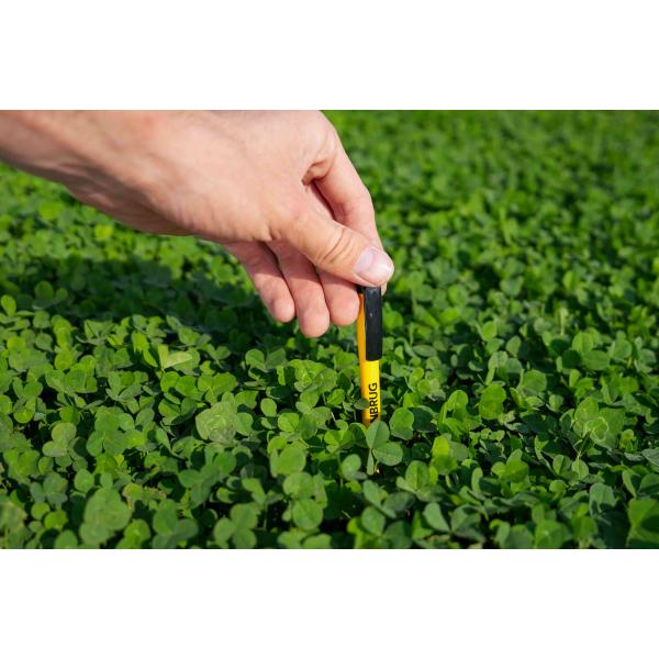 LAWN CLOVER