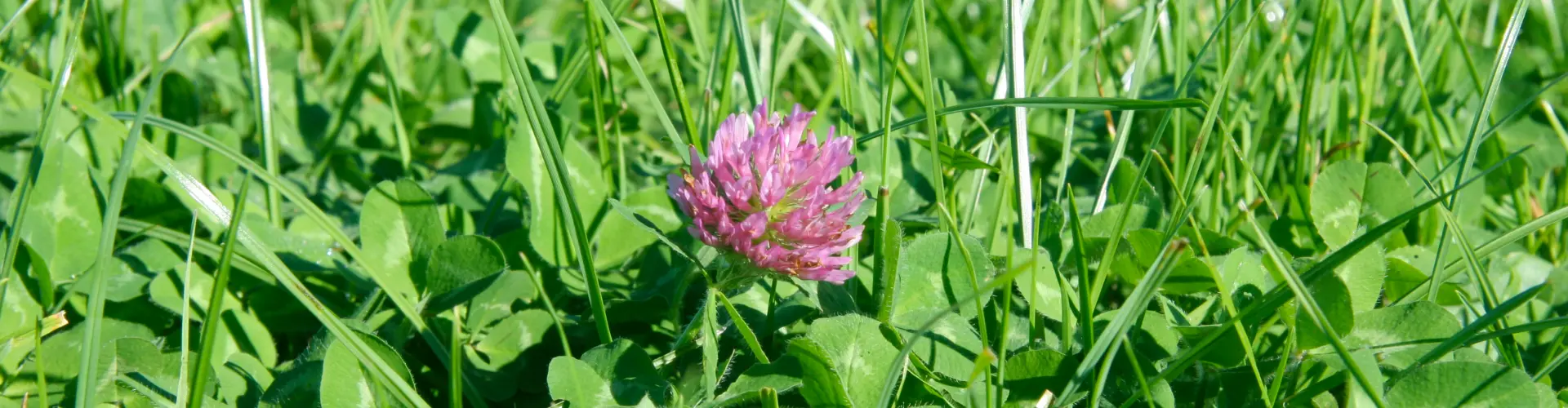 head_challenge_our_clover_is_ready_for_a_flying_start