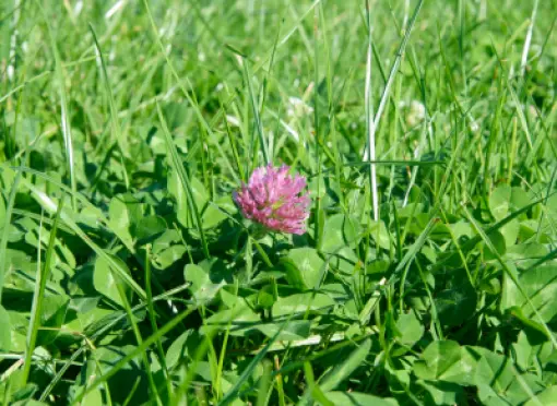 head_challenge-small-new