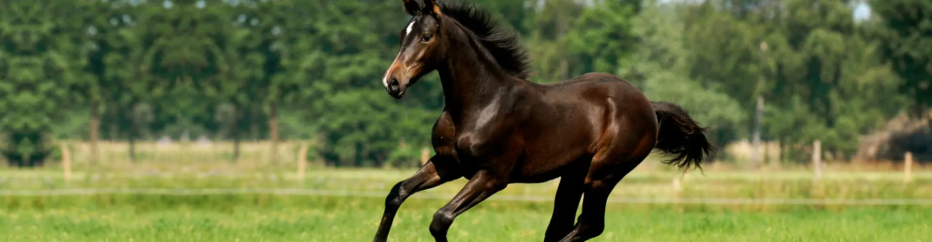 header_fructaangehalte