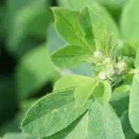 Charakterystyka roślin motylkowych