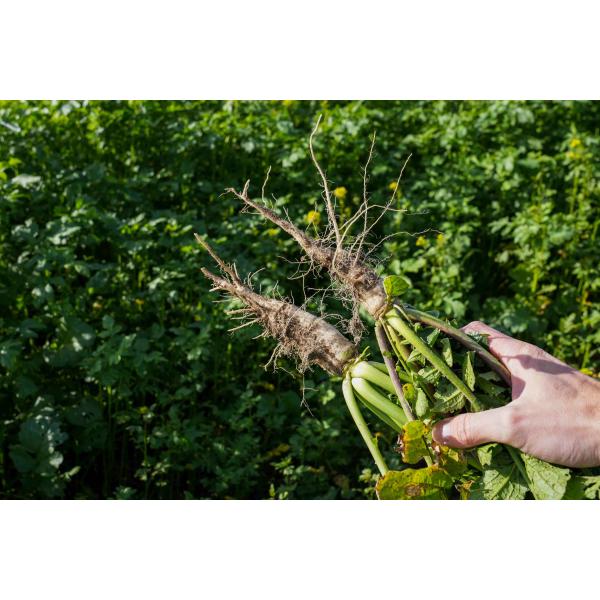 NemaProtect- Mieszanka poplonowa