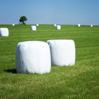 Siew traw i lucerny jesienią?