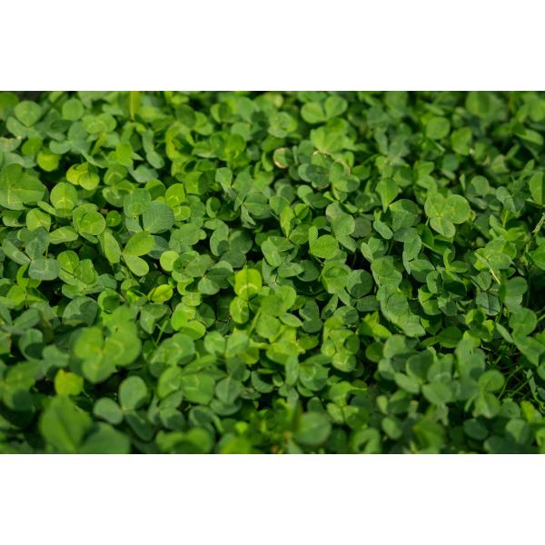 LAWN CLOVER